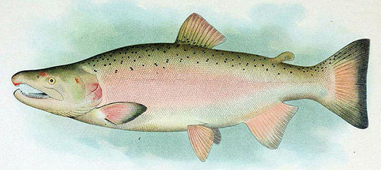 Coho Salmon