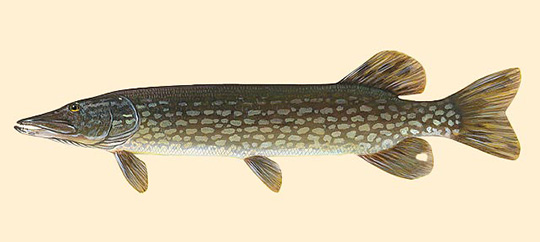 Northern Pike