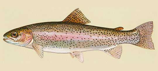 Rainbow Trout