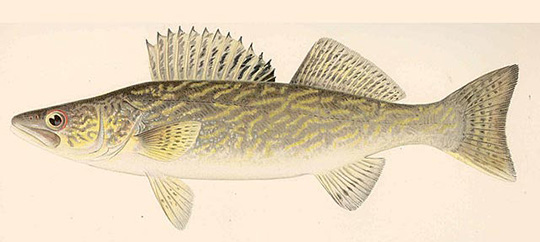Walleye