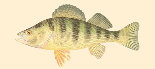 Yellow Perch