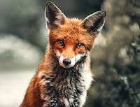 a fox