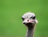 an ostrich