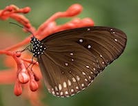 Butterfly Picture