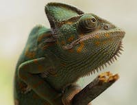 Chameleon Picture