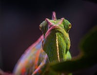 Chameleon Pic 6