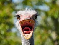 Ostrich Pic 2