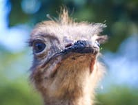 Ostrich Pic 4