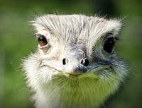 Ostrich Pic 5
