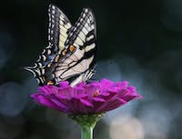 Butterfly Pic 3