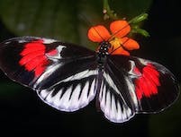 Butterfly Pic 4
