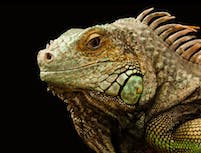 Chameleon Pic 4