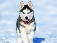 Husky Picture