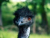 Ostrich Pic 3