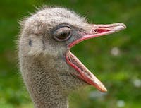 Ostrich Pic 6